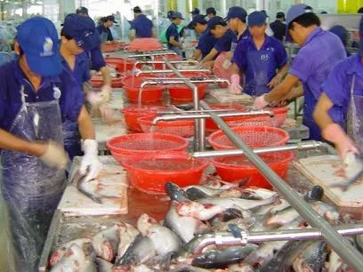 A nagy pangasius-átverés