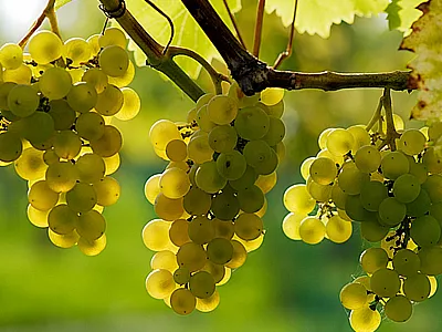 Jövőre 20 százalékkal drágulhat a bor