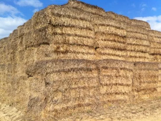 Pusztító lehet a biomassza?
