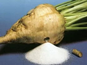 Új cukorgyárakat szeretne a kormány