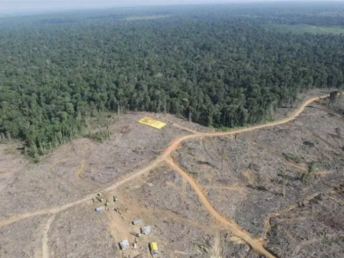 Az Egyesült Királyság kekszgyártói megkönyörülnek a gorillákon