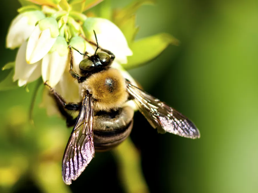 A méhek biodiverzitása növeli a terméshozamot