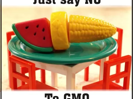 Éleződik a GMO-vita