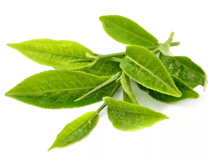 Vajon jó ötlet elrágcsálni a tealeveleket?