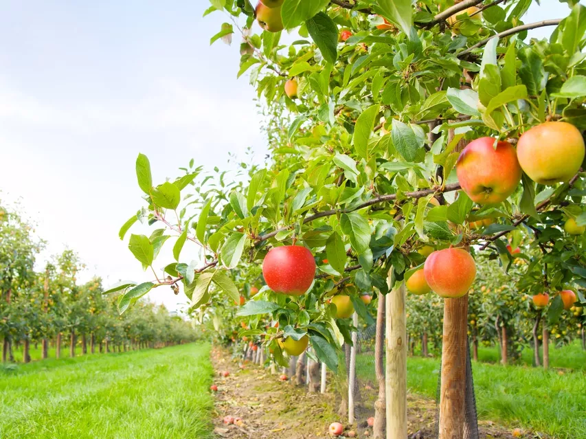 FruitVeB: idáig nem okozott nagyobb gondot az időjárás