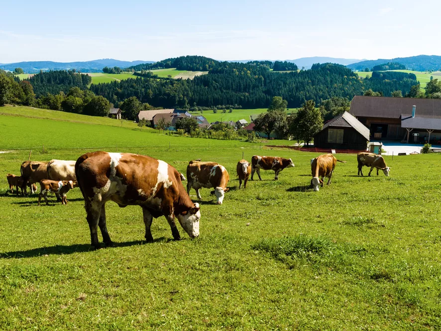 Egy új tanulmány szerint a biohús és -tej több egészséges zsírsavat tartalmaz.
