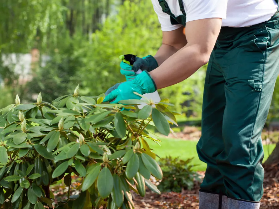 Még idén magába olvaszthatja a ChemChina a Syngentát