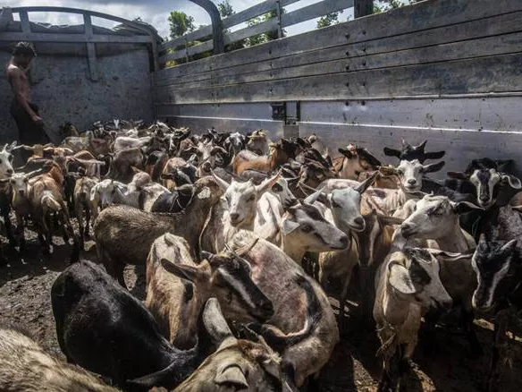 Termelékenységjavító modell a FAO-tól