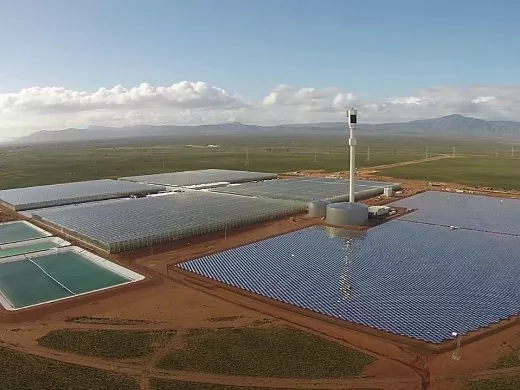 Napenergiával sótalanított vízzel öntözött paradicsomokkal árasztja el a világot egy ausztrál cég