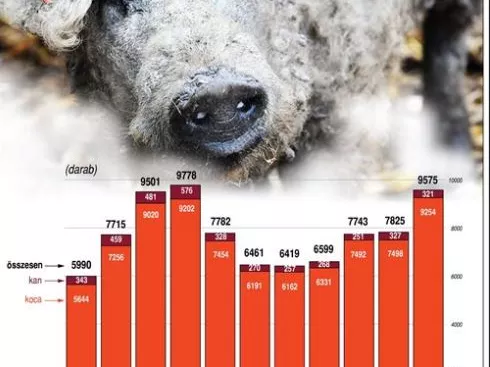 Megkezdődhet a mangalica exportja az Amerikai Egyesült Államokba
