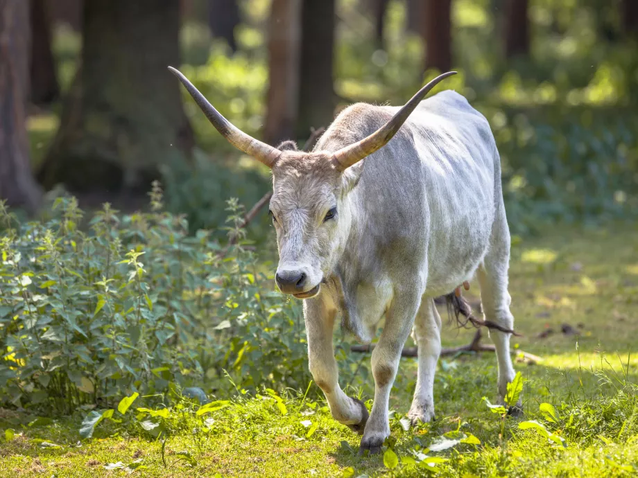 Biotermékké válhat a szürkemarha