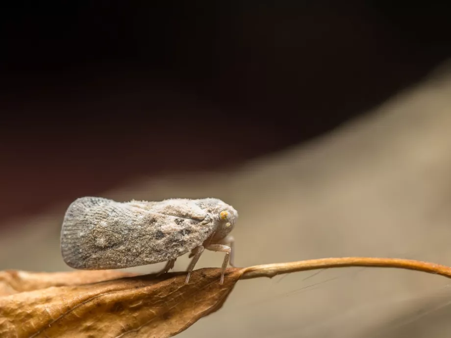 Letarolhatja Magyarországot a lepkekabóca