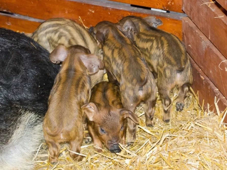 Sikertörténetté vált a mangalica