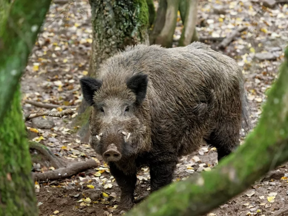 Biztonságosak a hazai sertéshústermékek