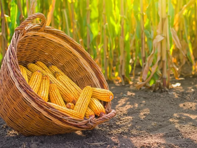 Csak úgy pumpáljuk a kukoricát az EU-ba