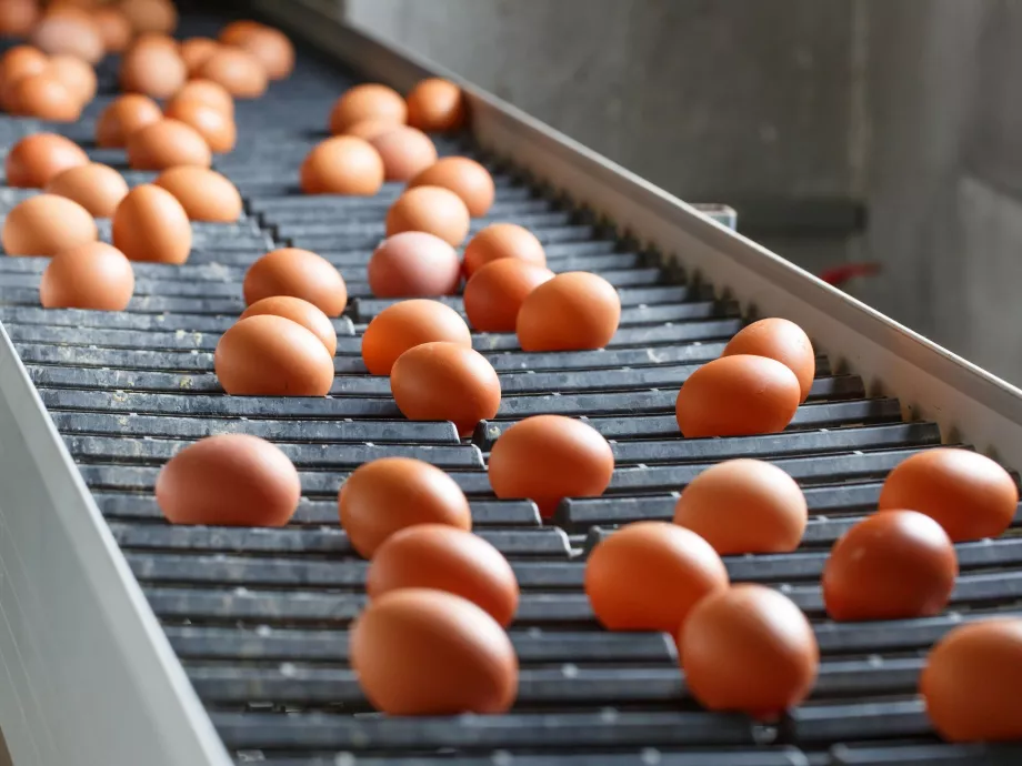 Újra itt a fipronil?