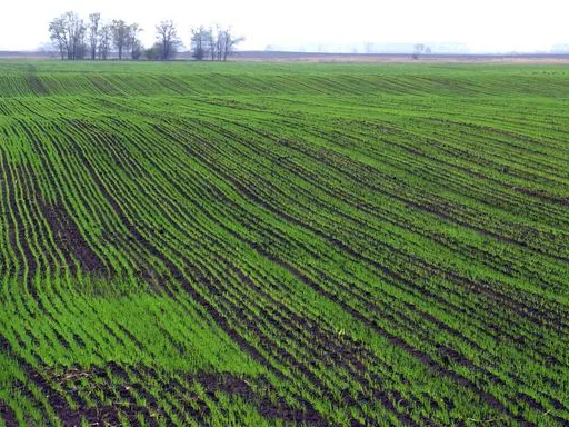 25 milliárdot bukhatnak a gazdák és az ország
