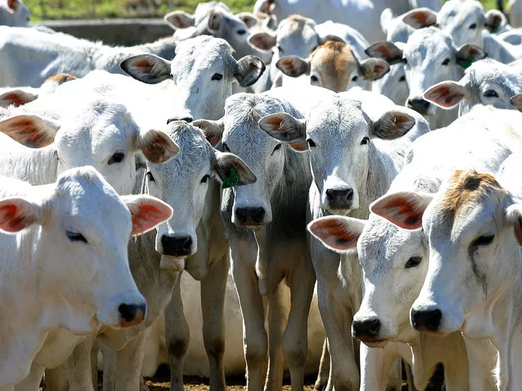 Antibiotikum mentes sertéstenyésztés
