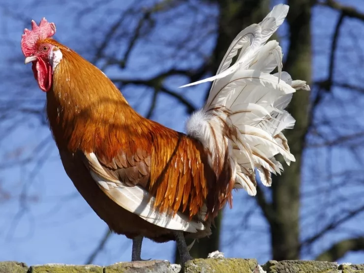 Élen jár a baromfiágazat