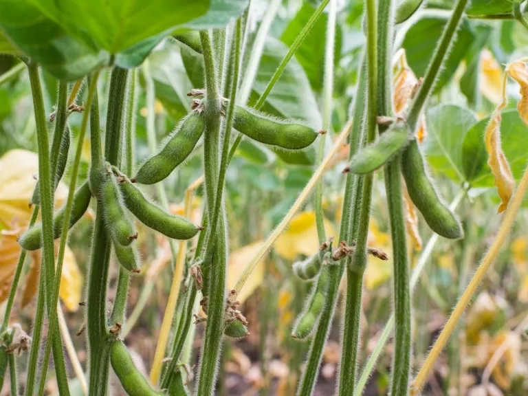 Itthon egyre keresettebb a GMO-mentes szója