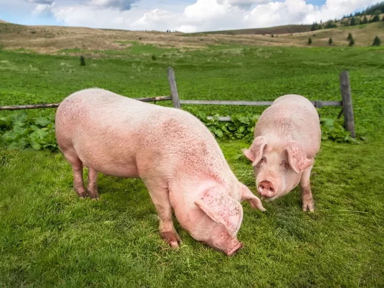 Az osztrák sertéságazat példaértékű