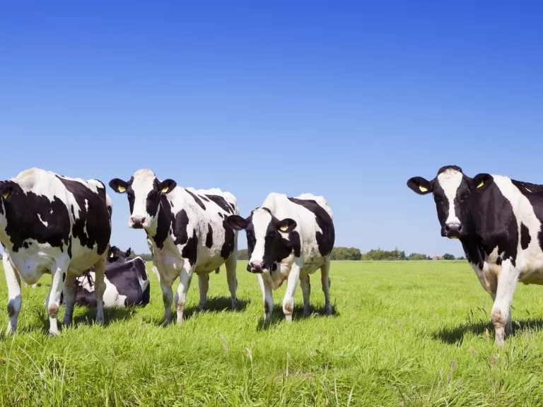 Nincs több kóser és a halal vágás Belgiumban