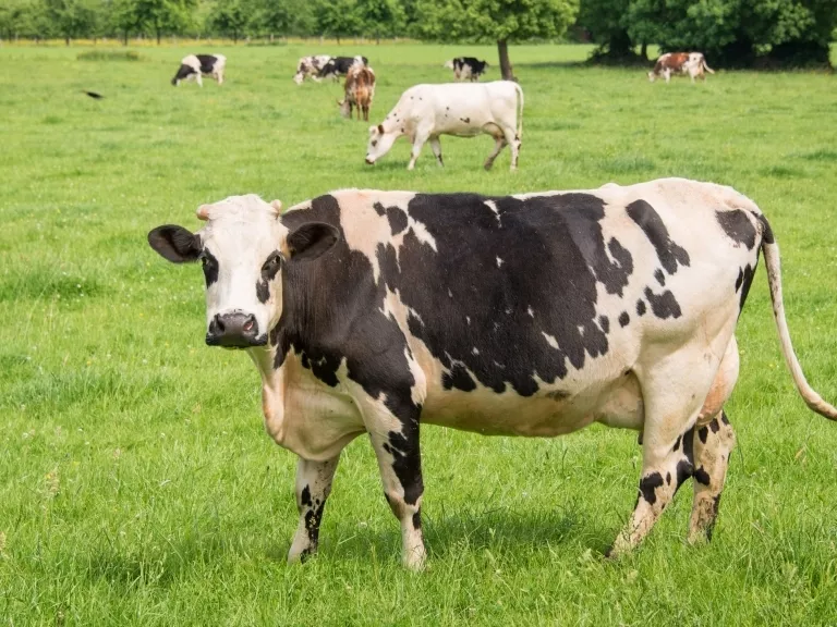 Kevesebb metánt kibocsátó szarvasmarhák