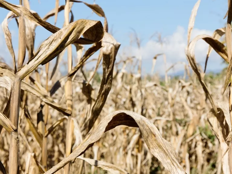 Megjelent az agrárminiszter aszályközleménye