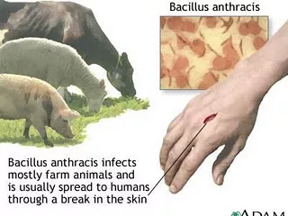 Antrax Bulgáriában