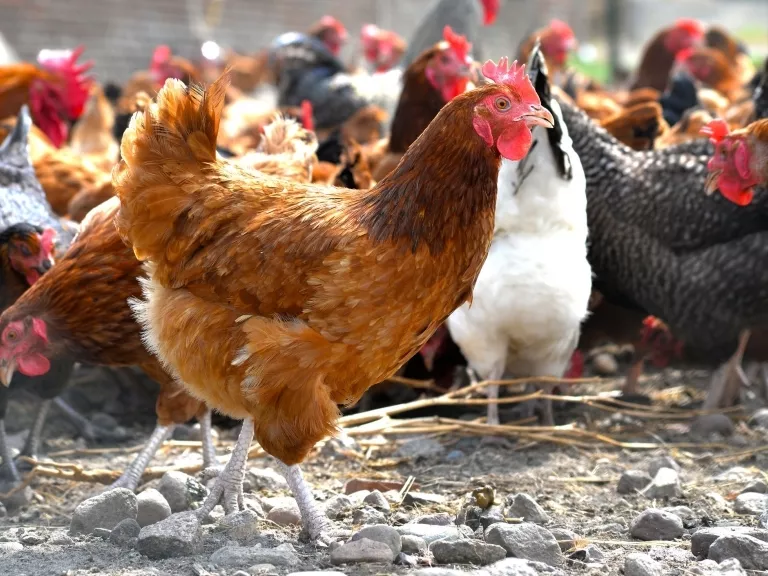 870 milliós fejlesztés a Bát-Grill Kft.-nél