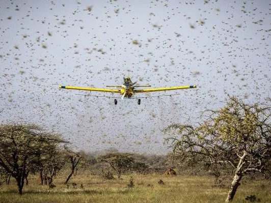 Küzdelem az afrikai sáskajárás ellen