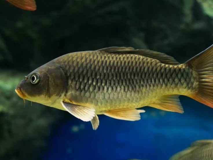 13 tonna pontyot telepítettek a Dunába