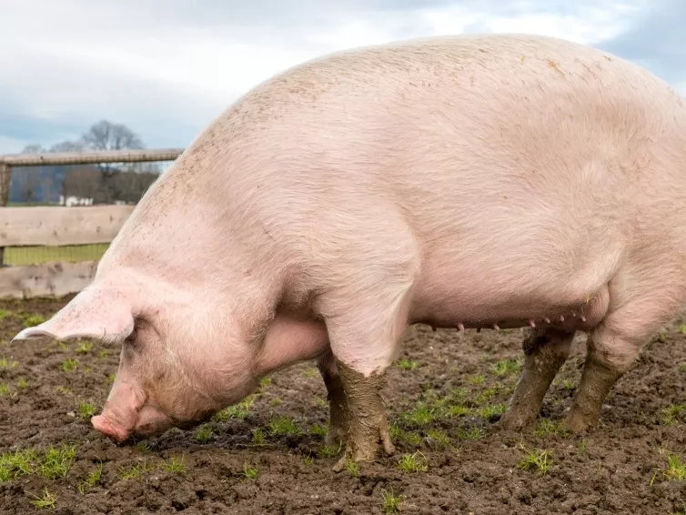 Jelentősen csökkent a sertés ára