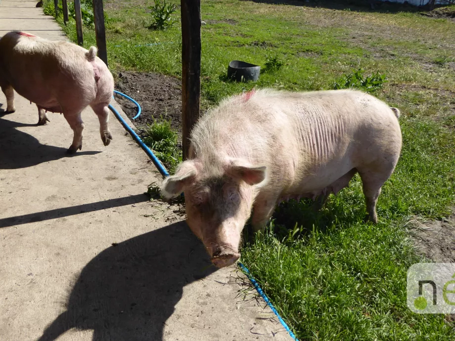 Ráfaragott a felelőtlen sertéstartó
