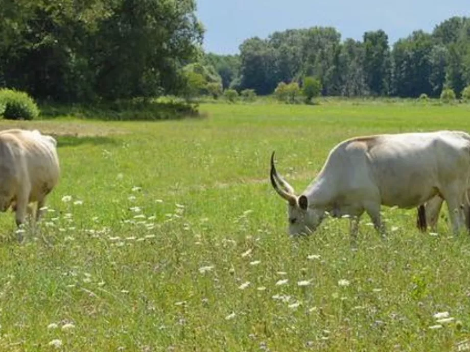 Természetvédelmi beruházás indul a Duna-Dráva térségében