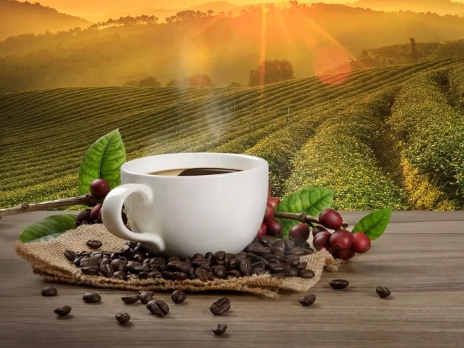 Sokat tesz egy élhetőbb bolygóért a Nespresso