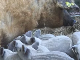 Legyen hungarikum a mangalica!