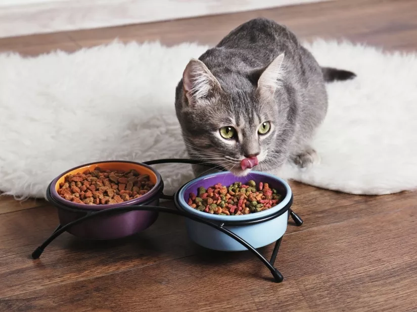Minőségi hibákat tártak fel a macskaeledelteszten