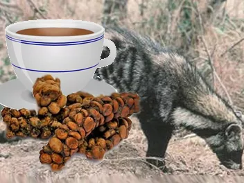 Pandakaka adhatja a világ legdrágább teájának aromáját