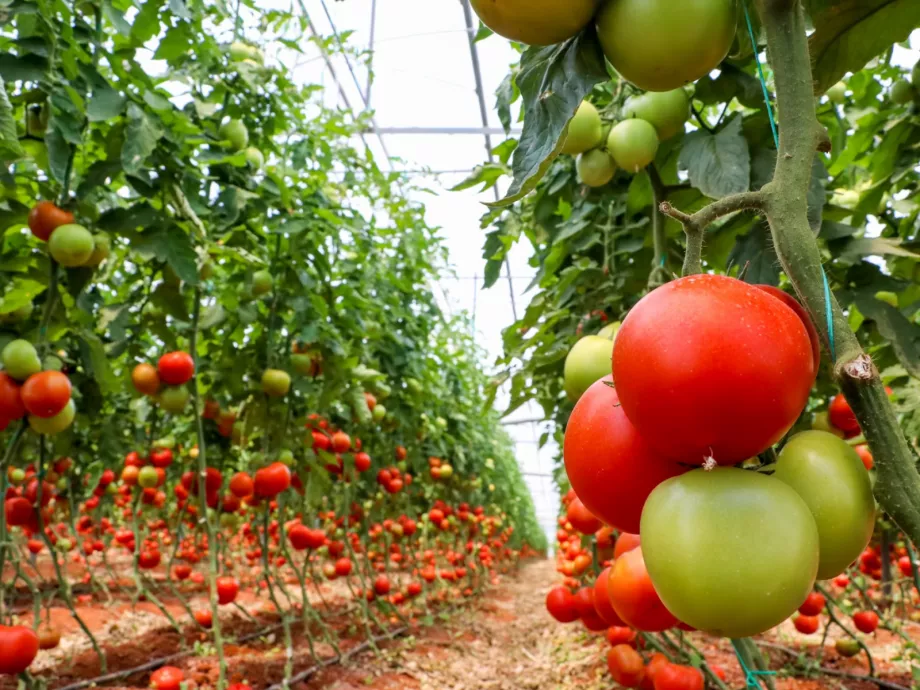Kevesebb gazdaság maradt az agráriumban, növekedő területtel