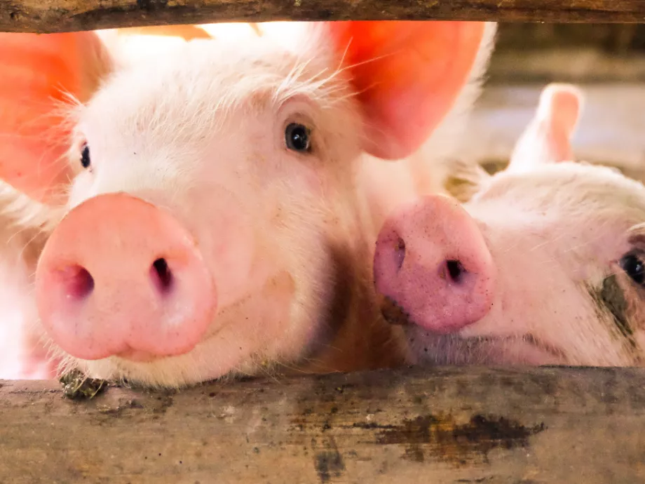Többletforrással támogatja az állattartókat az Agrárminisztérium