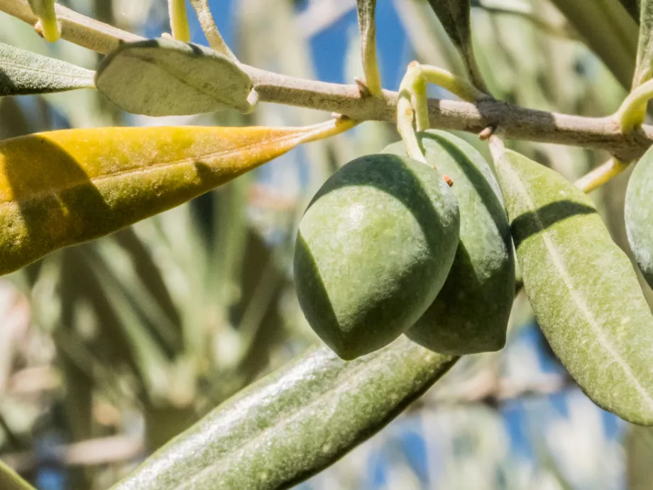 Xylella-mentes maradt Magyarország, de nő az importnövények kockázata
