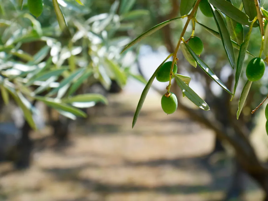 Klímaváltozás és agrárium: új kihívások és mediterrán lehetőségek a magyar mezőgazdaságban