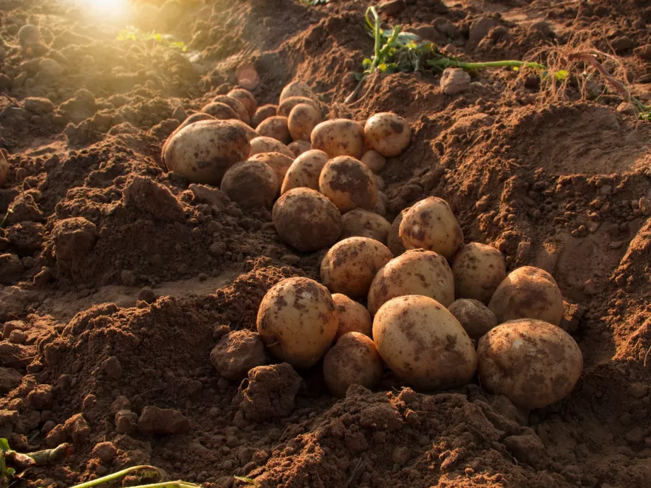 Beköszöntött a szabadföldi burgonya szezonja