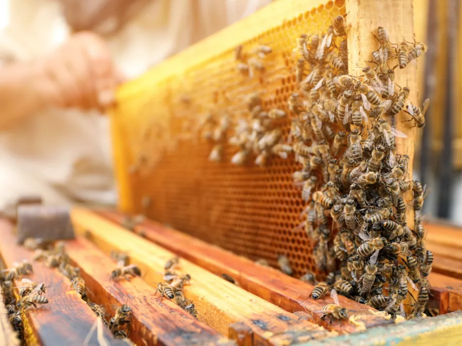 AÉM: kiemelt agrárpolitikai cél a méhészek támogatása