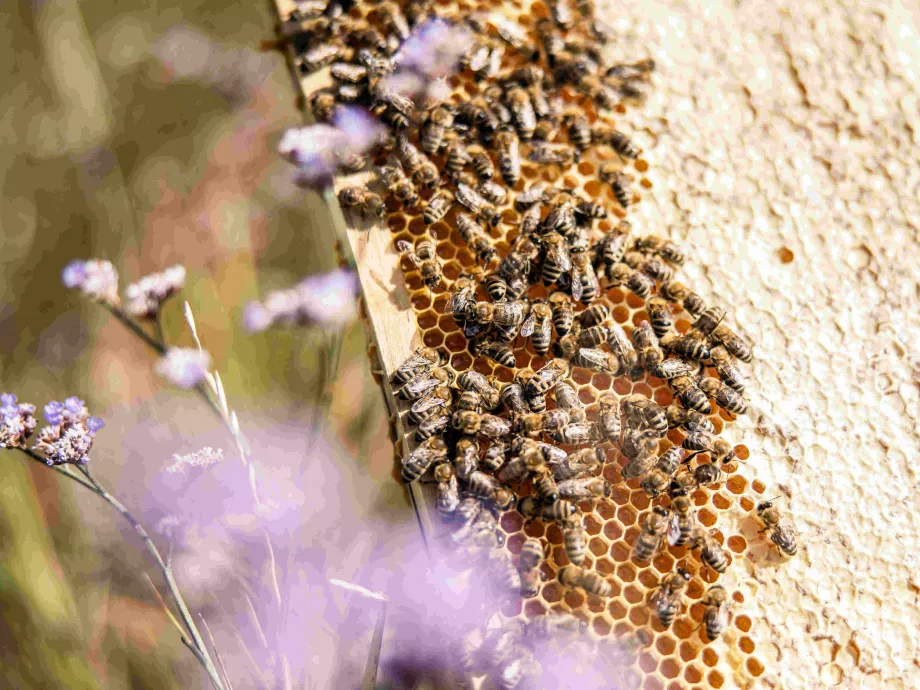 5 élelmiszer, ami eltűnne beporzás nélkül