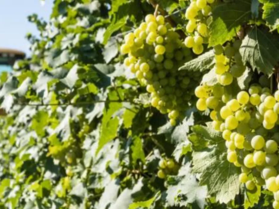 Megkezdődött a Csabagyöngye szürete a Dél-Balatonon