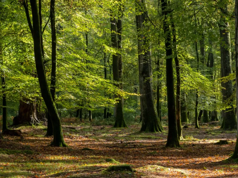 Magyar innováció segíti az erdők fenntarthatóságát