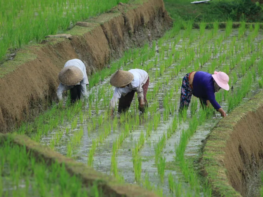 FAO: 2025 végén tovább csökkentek az élelmiszerárak