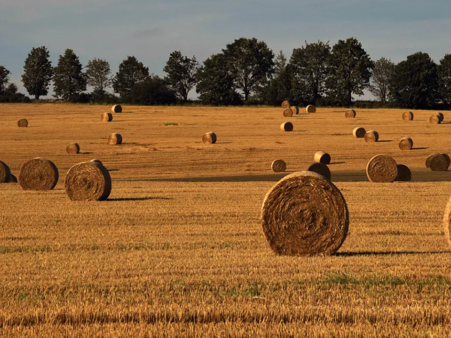 FAO: Mérséklődtek a világpiaci élelmiszerárak